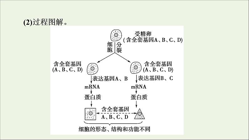 高考生物一轮复习第4单元细胞的生命历程第3讲细胞的分化衰老凋亡和癌变课件第6页