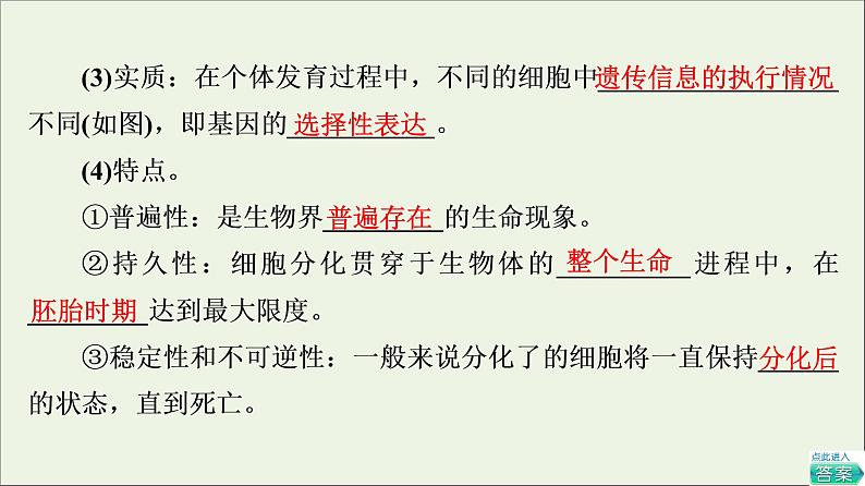 高考生物一轮复习第4单元细胞的生命历程第3讲细胞的分化衰老凋亡和癌变课件第7页