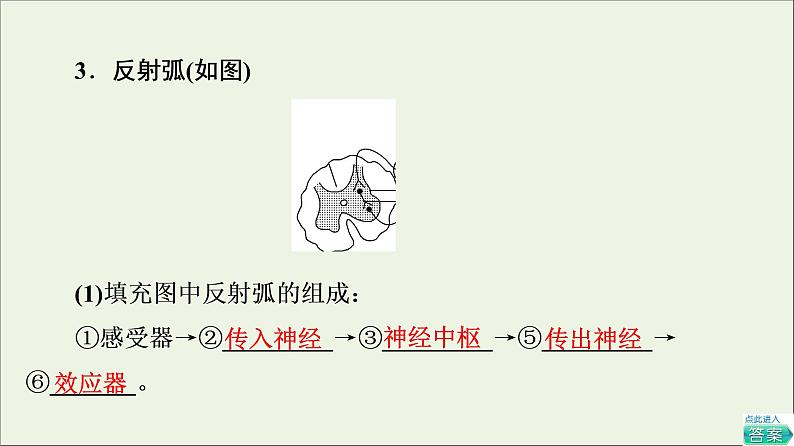 高考生物一轮复习第8单元生命活动的调节第2讲通过神经系统的调节课件08