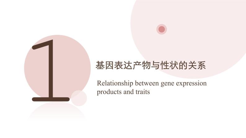 4.2 基因表达与性状的关系  课件【新教材】2020-2021学年高一生物人教版（2019）必修二04