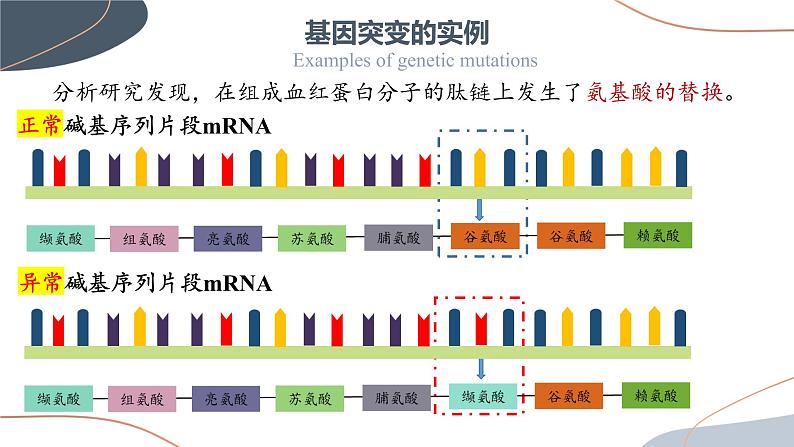 5.1 基因突变和基因重组 课件【新教材】2020-2021学年高一生物人教版(2019)必修二第5页