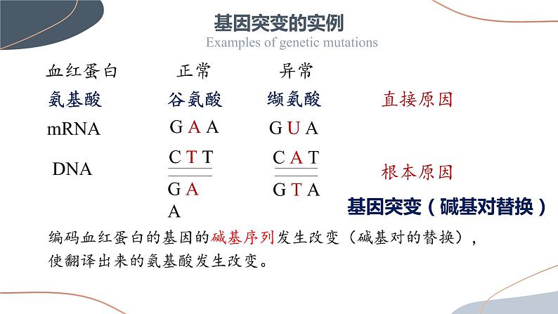 5.1 基因突变和基因重组 课件【新教材】2020-2021学年高一生物人教版(2019)必修二第7页