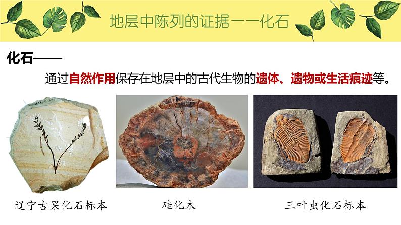 6.1 生物有共同祖先的证据 课件【新教材】2020-2021学年高一生物人教版(2019)必修二06
