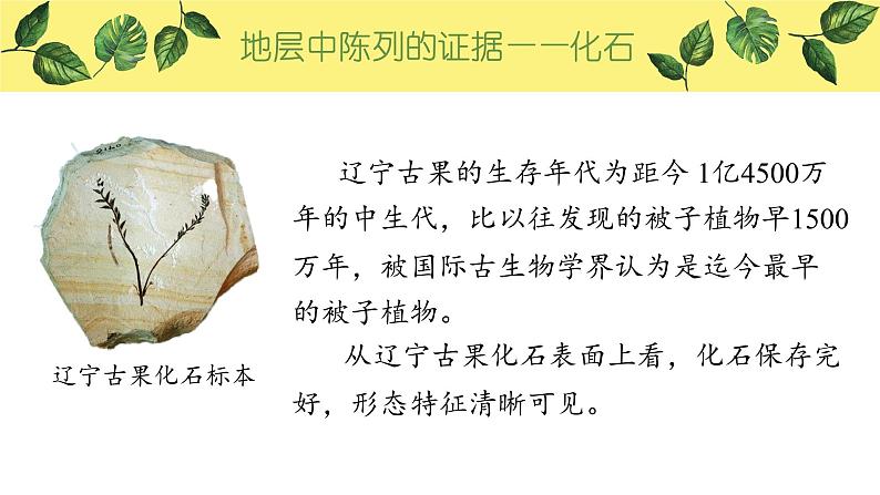 6.1 生物有共同祖先的证据 课件【新教材】2020-2021学年高一生物人教版(2019)必修二07