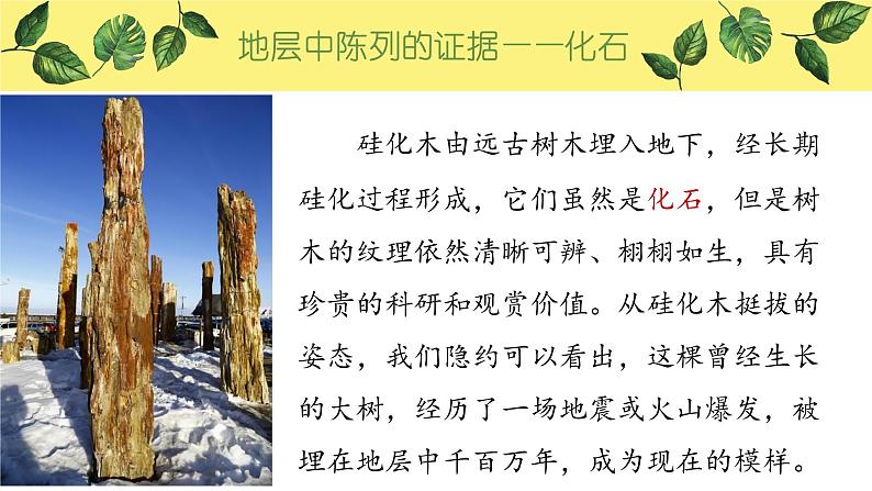 6.1 生物有共同祖先的证据 课件【新教材】2020-2021学年高一生物人教版(2019)必修二08