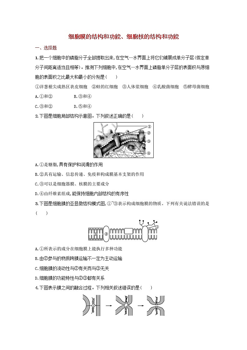 新教材高考生物一轮复习考点规范练5细胞膜的结构和功能细胞核的结构和功能含解析新人教版01