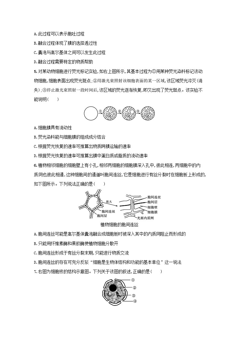 新教材高考生物一轮复习考点规范练5细胞膜的结构和功能细胞核的结构和功能含解析新人教版02