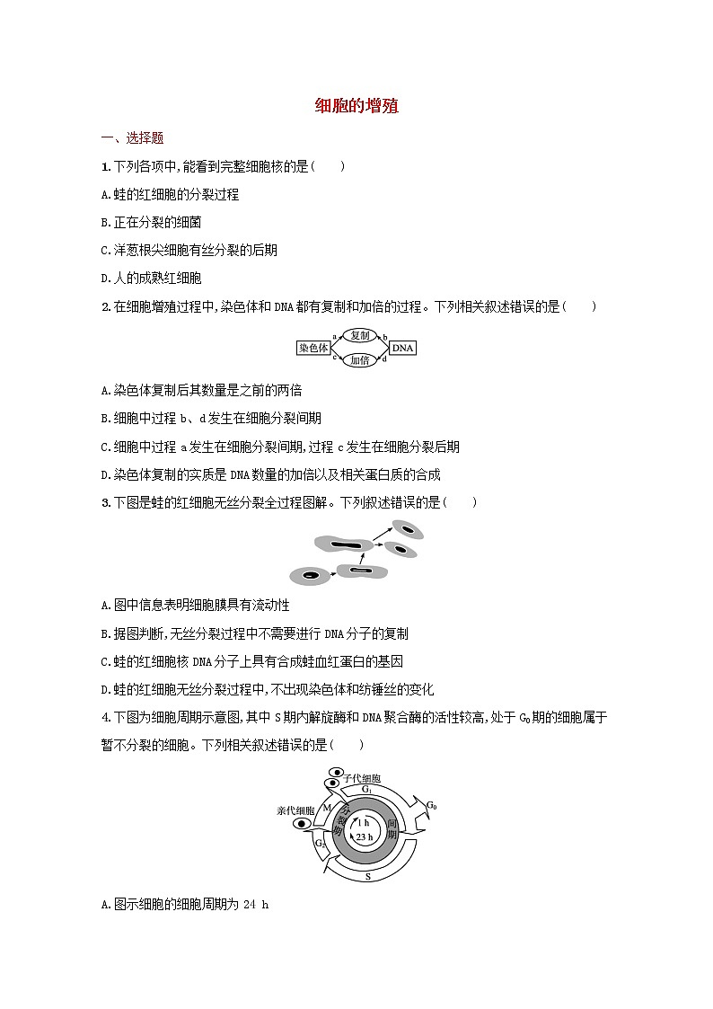 新教材高考生物一轮复习考点规范练12细胞的增殖含解析新人教版01