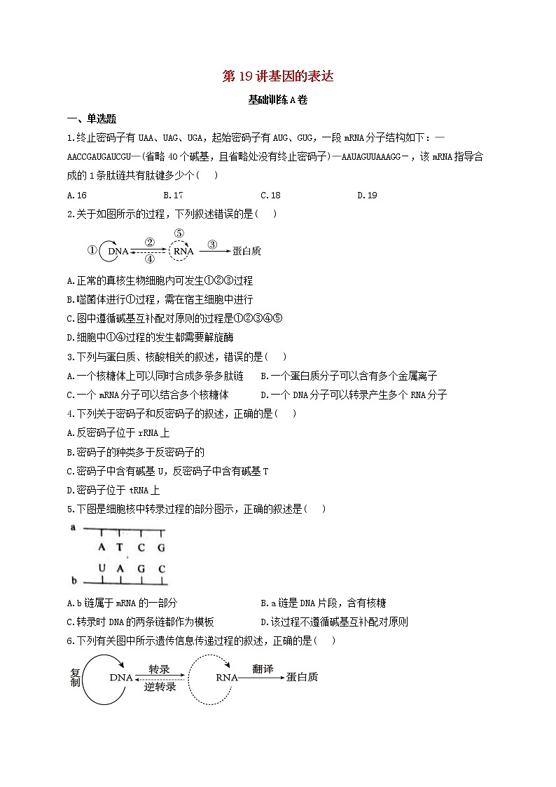 新教材高考生物一轮复习第六单元遗传的物质基础第19讲基因的表达基础训练A卷含解析第1页