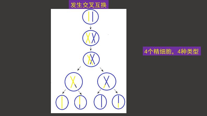 受精作用PPT课件免费下载04