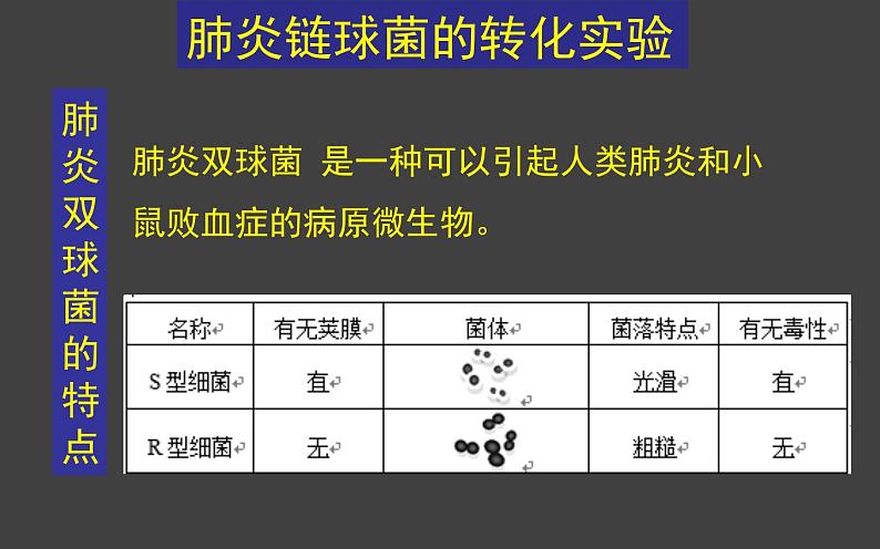 3.1 DNA是主要的遗传物质(第1课时)课件-2020-2021学年人教版(2019)高中生物必修2遗传与进化07