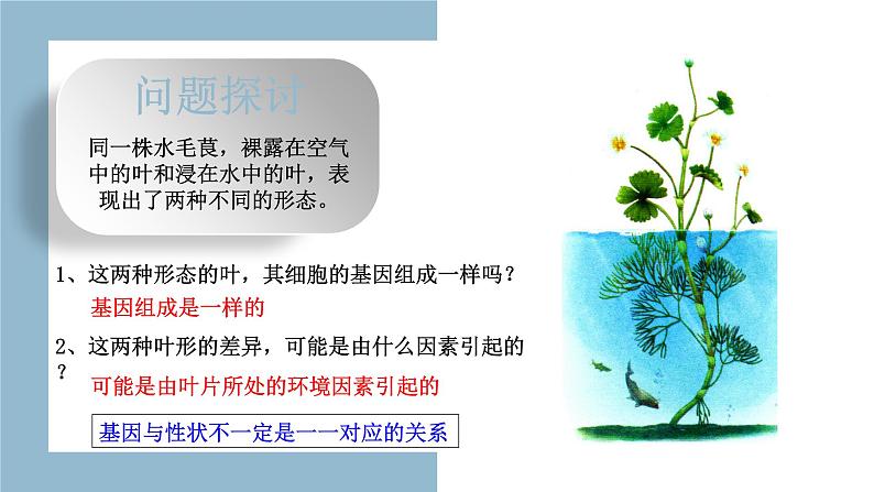 4.2 基因表达与性状的关系 课件【新教材】2020-2021学年高一生物人教版(2019)必修二第2页