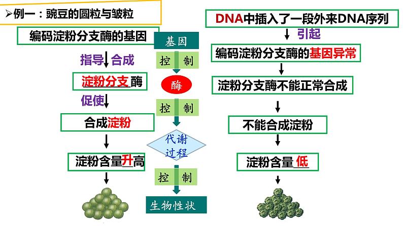 4.2 基因表达与性状的关系 课件【新教材】2020-2021学年高一生物人教版(2019)必修二第6页