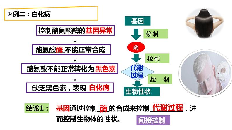 4.2 基因表达与性状的关系 课件【新教材】2020-2021学年高一生物人教版(2019)必修二第7页
