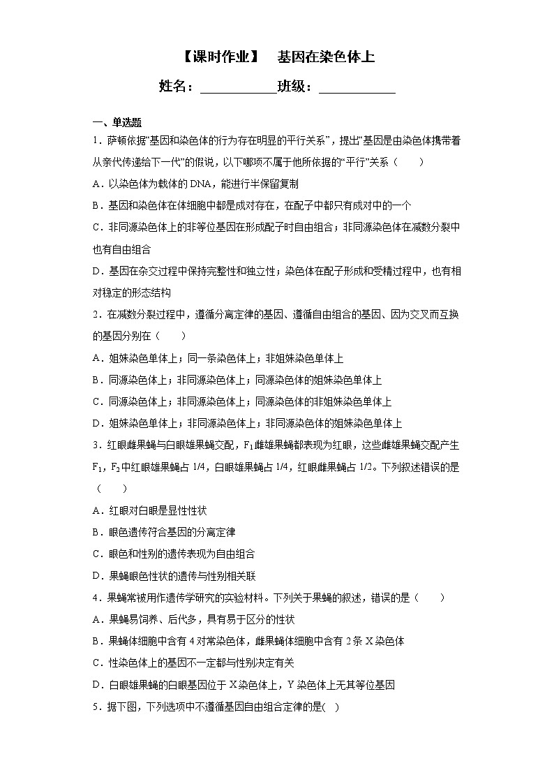 2.2 基因在染色体上 课时作业-人教版(2019)高中生物必修2遗传与进化第1页