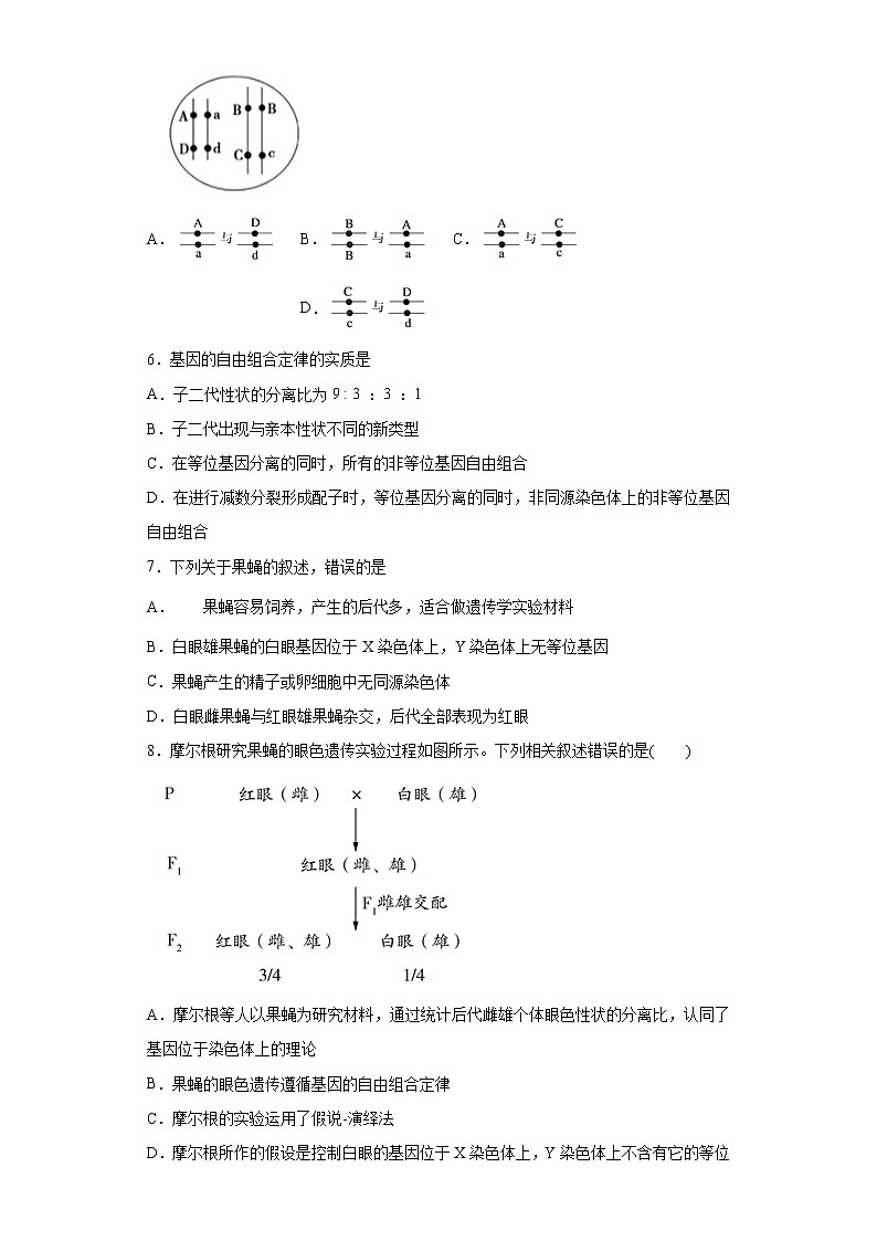 2.2 基因在染色体上 课时作业-人教版(2019)高中生物必修2遗传与进化第2页
