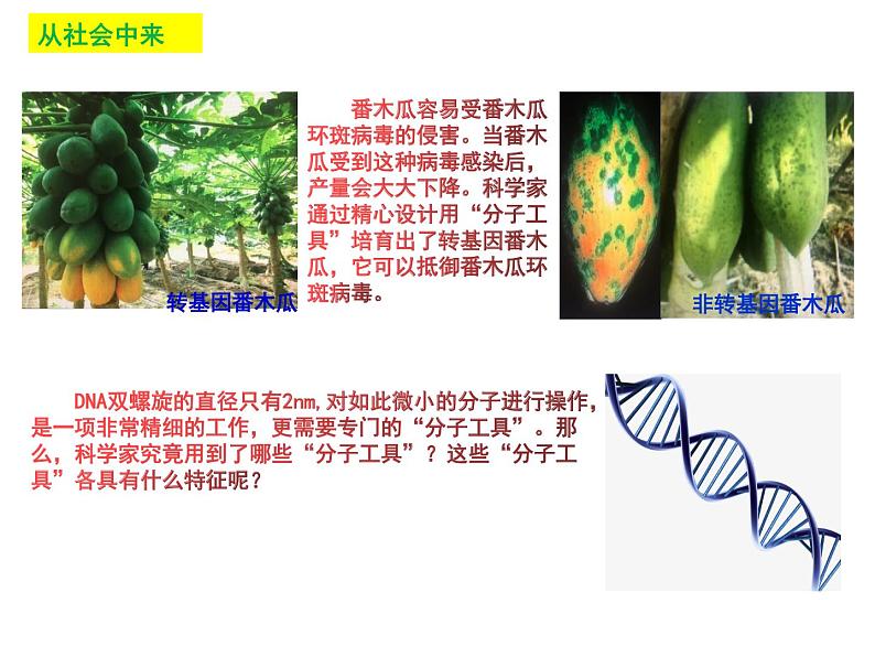 3.1.1 重组DNA技术的基本工具(理论基础) 课件【新教材】 2020-2021学年人教版(2019)高二生物选择性必修三第5页