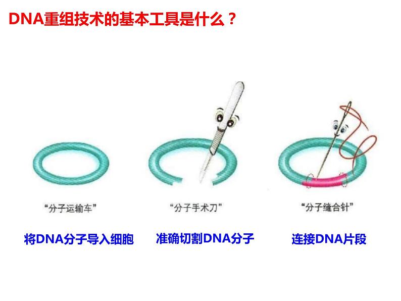 3.1.1 重组DNA技术的基本工具(理论基础) 课件【新教材】 2020-2021学年人教版(2019)高二生物选择性必修三第7页