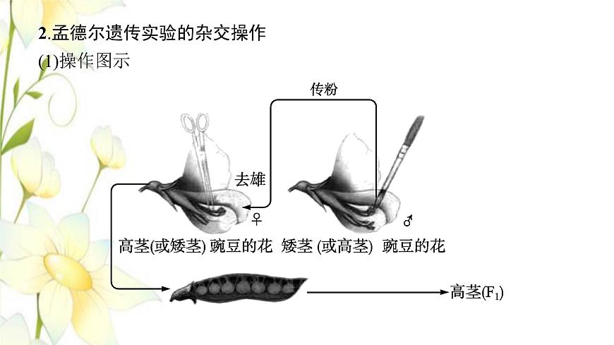 新教材高考生物一輪復(fù)習(xí)第五單元遺傳因子的發(fā)現(xiàn)和伴性遺傳第1講孟德爾的豌豆雜交實(shí)驗(yàn)一課件新人教版第7頁
