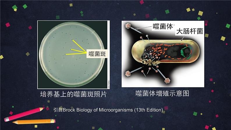 高一生物学(人教版2019)必修二 DNA是主要的遗传物质(2)课件+教案+导学案+学习任务单+同步练习含答案03