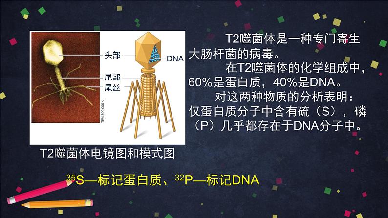 高一生物学(人教版2019)必修二 DNA是主要的遗传物质(2)课件+教案+导学案+学习任务单+同步练习含答案08