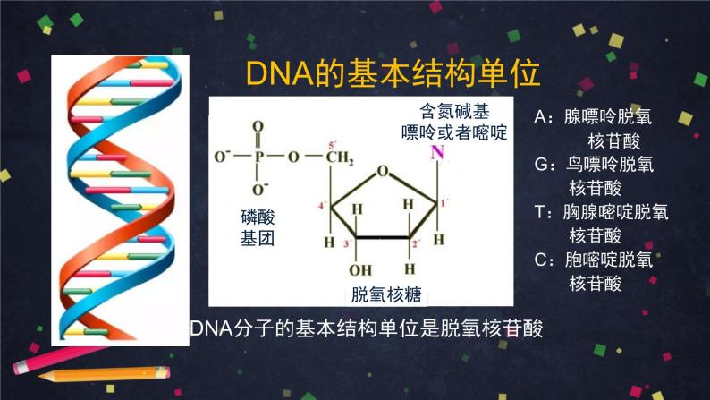高一生物学(人教版2019)必修二 DNA的结构 课件+教案+导学案+学习任务单+同步练习含答案06