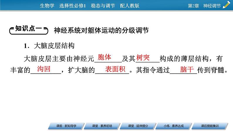 2021-2022学年高中生物新人教版选择性必修1 第2章 第4节 神经系统的分级调节 课件(53张)04