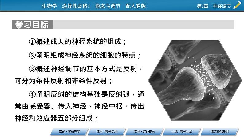 2021-2022学年高中生物新人教版选择性必修1 第2章 第1节 神经调节的结构基础 课件(69张)02