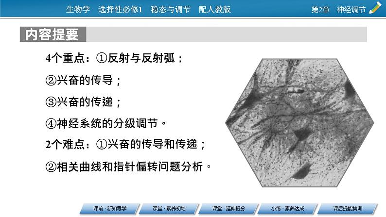 2021-2022学年高中生物新人教版选择性必修1 第2章 第1节 神经调节的结构基础 课件(69张)04
