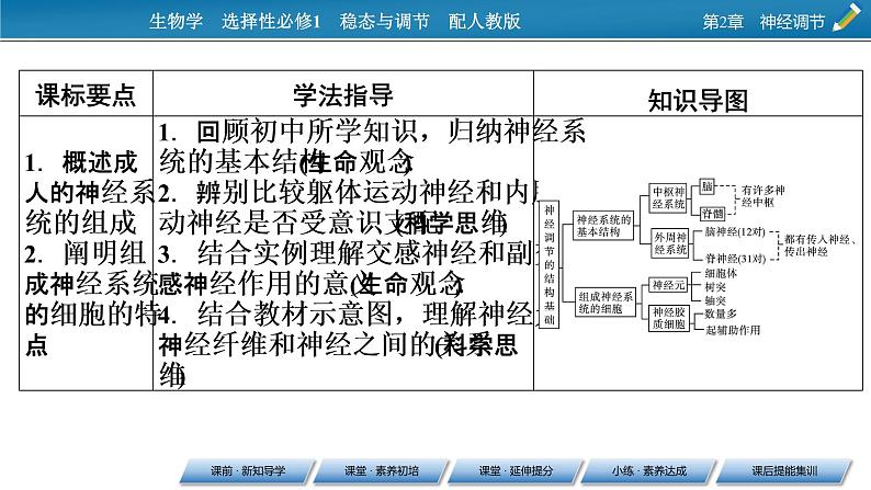 2021-2022学年高中生物新人教版选择性必修1 第2章 第1节 神经调节的结构基础 课件(69张)07