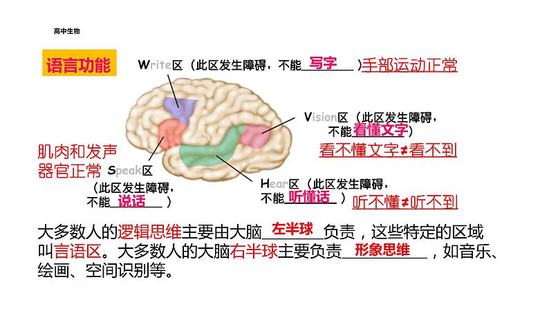2021-2022学年高中生物新人教版选择性必修1 第2章 第5节 人脑的高级功能 课件(20张)第5页
