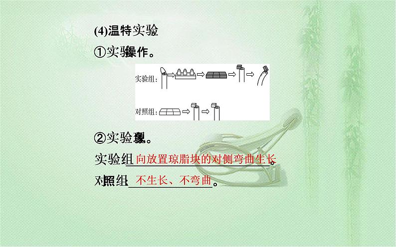2021-2022学年高中生物新人教版选择性必修1 第5章 第1节 植物生长素 课件(47张)第7页