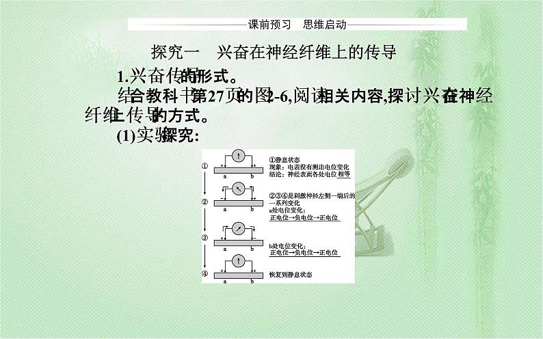 2021-2022学年高中生物新人教版选择性必修1 第2章 第3节 神经冲动的产生和传导 课件(43张)第4页