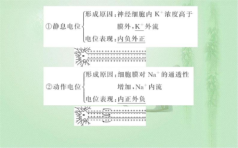 2021-2022学年高中生物新人教版选择性必修1 第2章 第3节 神经冲动的产生和传导 课件(43张)第6页