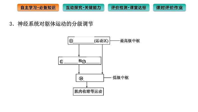 2021-2022学年高中生物新人教版选择性必修1 第2章 第4节 神经系统的分级调节 课件(78张)第6页