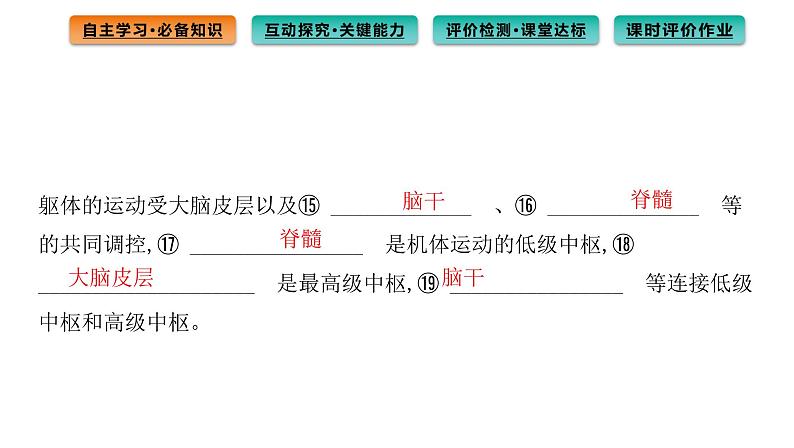 2021-2022学年高中生物新人教版选择性必修1 第2章 第4节 神经系统的分级调节 课件(78张)第7页
