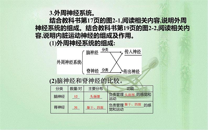 2021-2022学年高中生物新人教版选择性必修1 第2章 第1节 神经调节的结构基础 课件(22张)05