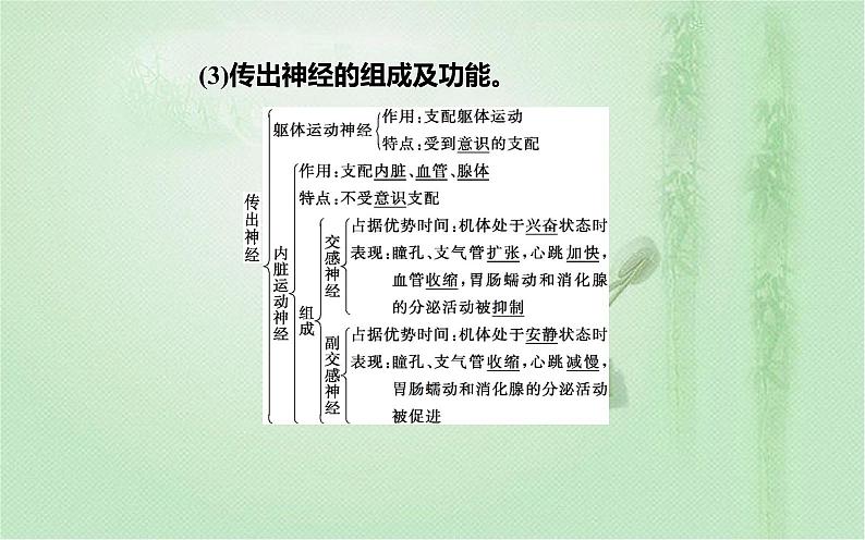 2021-2022学年高中生物新人教版选择性必修1 第2章 第1节 神经调节的结构基础 课件(22张)06