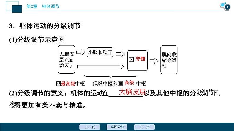 2021-2022学年高中生物新人教版选择性必修1 神经系统的分级调节(33张)课件07