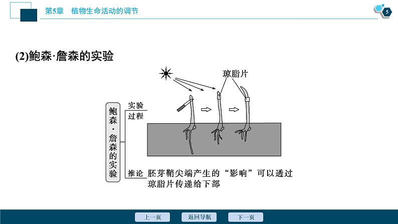 2021-2022学年高中生物新人教版选择性必修1 植物生长素(52张)课件第6页