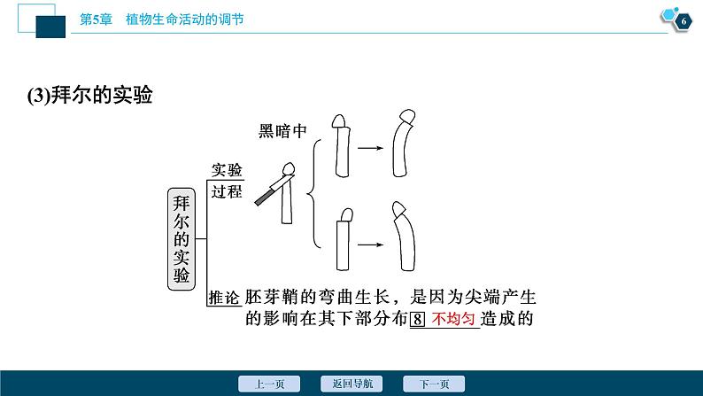2021-2022学年高中生物新人教版选择性必修1 植物生长素(52张)课件第7页