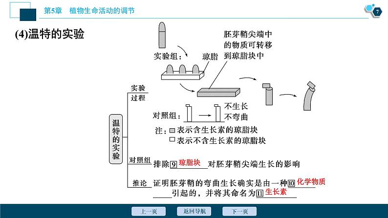 2021-2022学年高中生物新人教版选择性必修1 植物生长素(52张)课件第8页