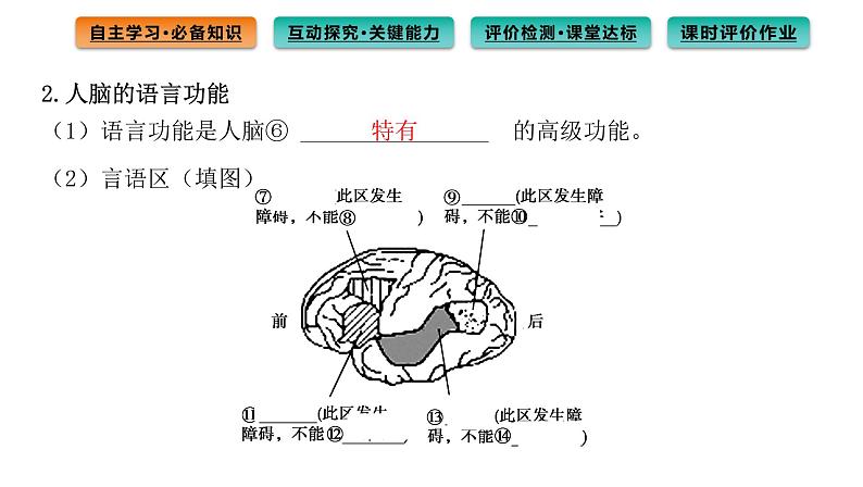 2021-2022学年高中生物新人教版选择性必修1 第2章 第5节 人脑的高级功能 课件(76张)第4页