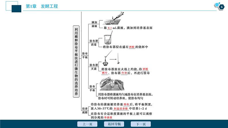 2021-2022学年高中生物新人教版选择性必修3 微生物的选择培养和计数(49张)课件PPT07