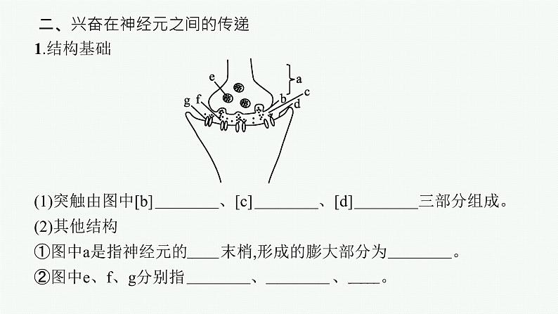 2021-2022学年高中生物新人教版选择性必修1 神经冲动的产生和传导(43张) 课件第8页