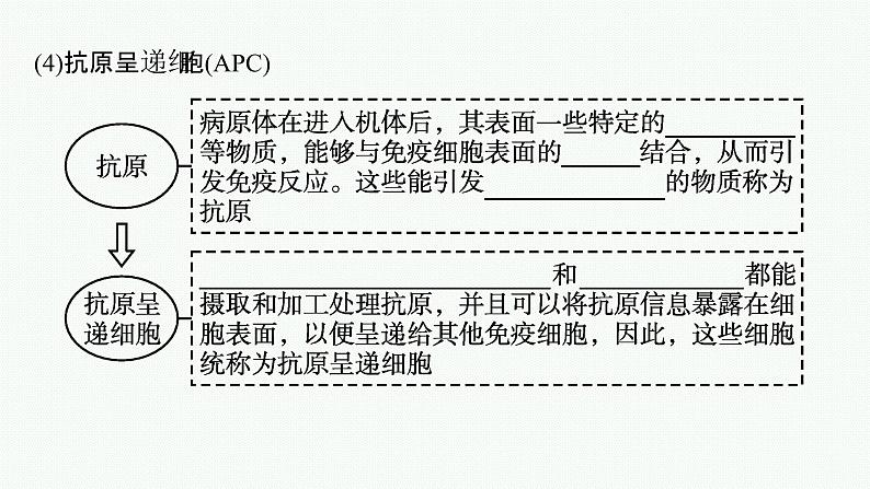 2021-2022学年高中生物新人教版选择性必修1 免疫系统的组成和功能 课件(35张)第8页