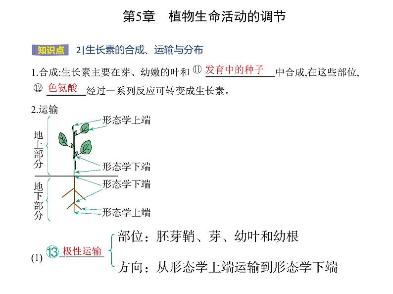 2021-2022学年高中生物新人教版选择性必修1 第5章 第1节 植物生长素 课件(21张)第8页