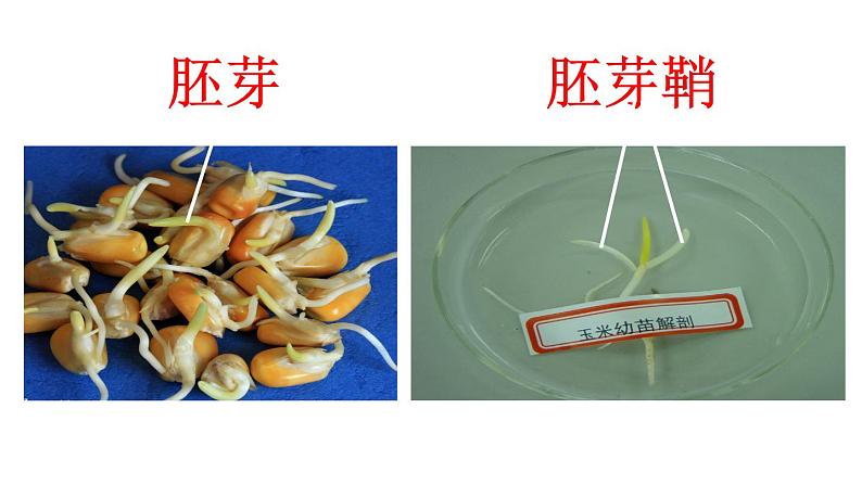 2021-2022学年高中生物新人教版选择性必修1 第5章 第1节 免疫学的应用 课件(69张)第6页