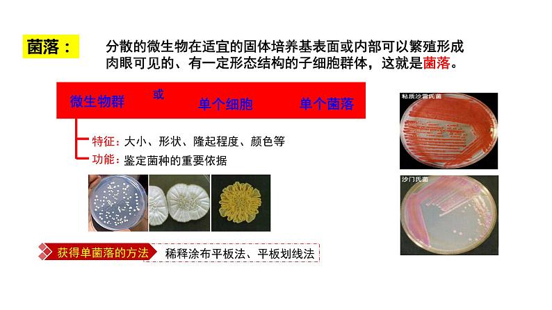 1.2.2 微生物的培养技术及应用 课件【新教材】 2020-2021学年人教版(2019)高二生物选择性必修三第4页