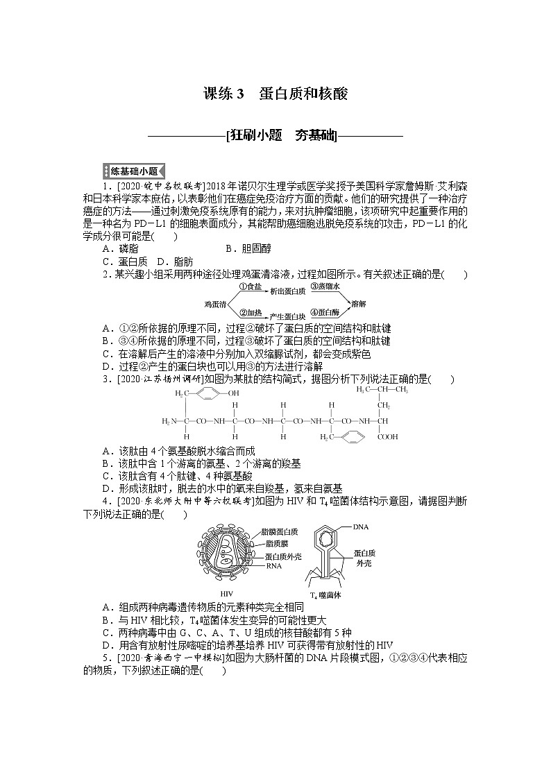 2022 新高考【专题训练3】第一单元 细胞的分子组成--蛋白质和核酸(含答案解析)第1页